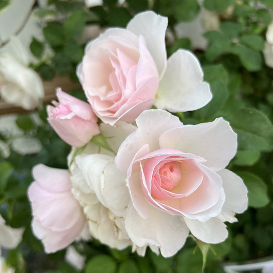 Close-up of Flavorette Pear'd® Rose (Rosa) blooms in pale pink and white, nestled among green leaves. These edible roses feature delicate petals in various stages - Photo Property of Garden Crossings LLC.