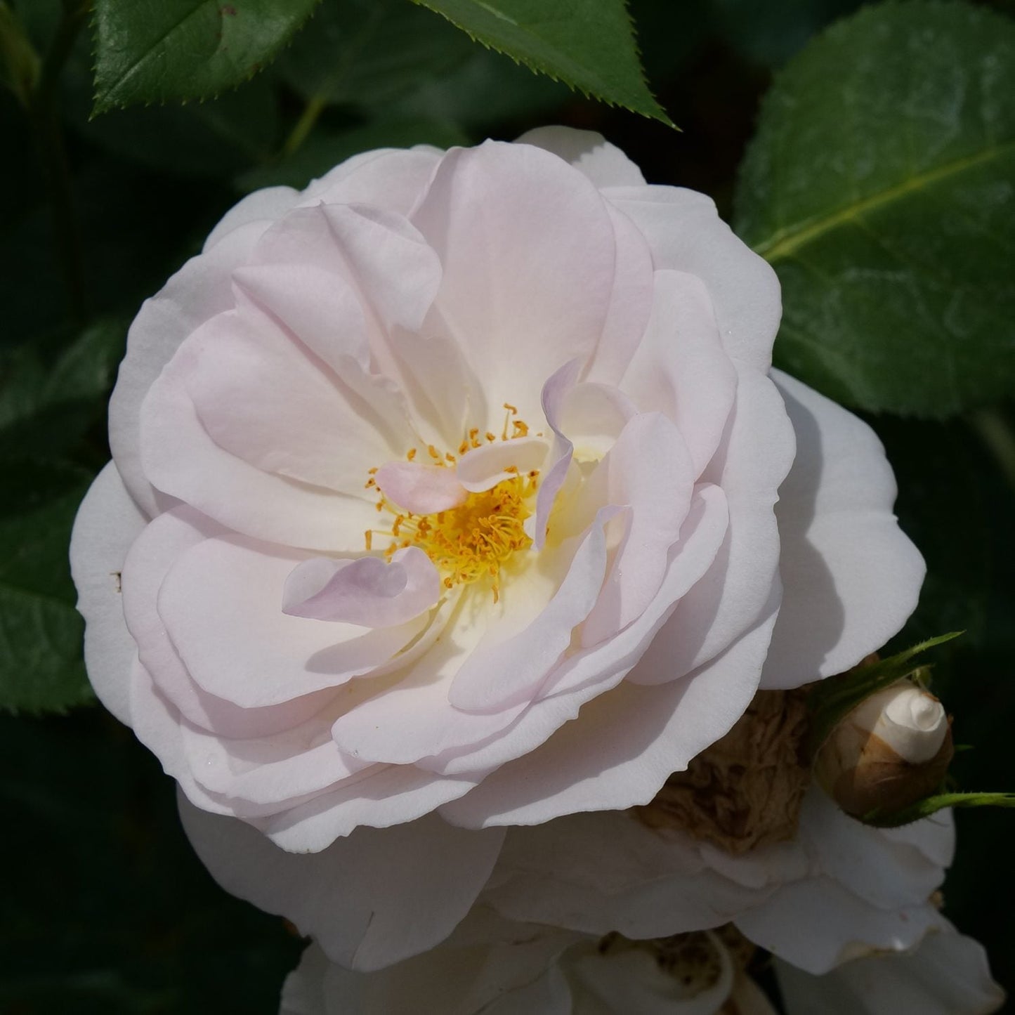 A close-up of a Flavorette Pear'd® Rose (Rosa) in full bloom, displaying its delicate pale pink layered petals and yellow stamens, surrounded by green leaves - Photo Courtesy of Proven Winners, Inc.