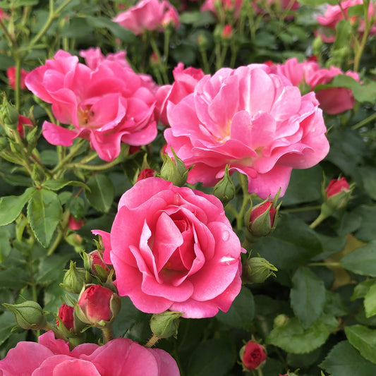 Vivid Oso Easy® Double Pink Rose (Rosa) blooms stand out among lush green leaves and buds with water droplets, creating a striking garden display - Photo Property of Garden Crossings LLC
