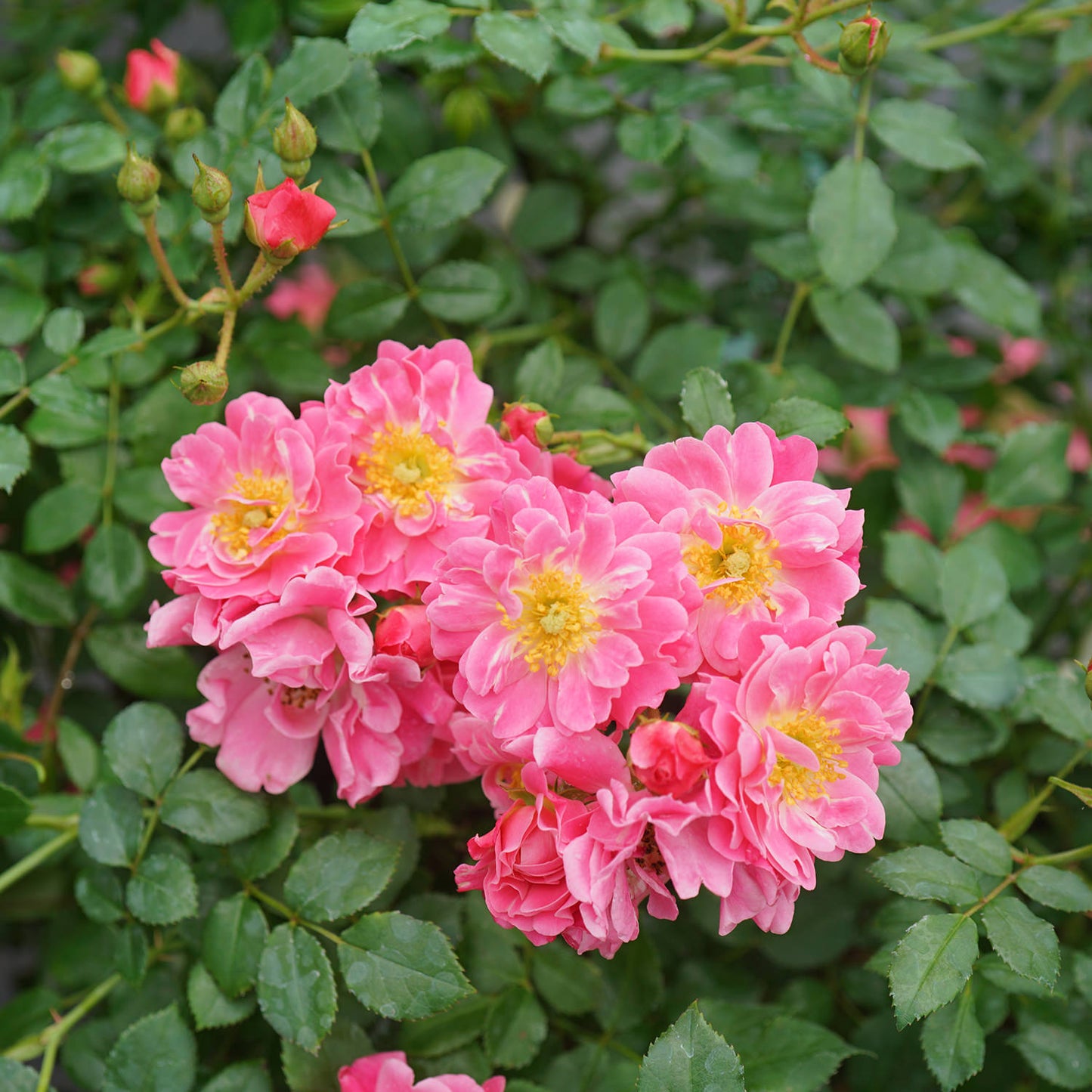 Oso Easy® Double Pink Rose (Rosa) - Photo Courtesy of Proven Winners, Inc.