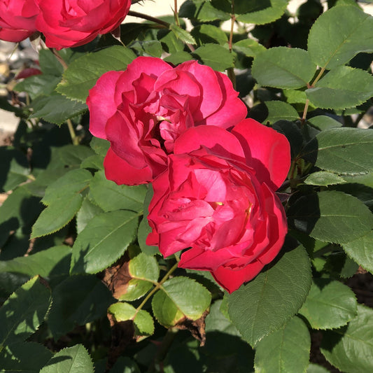 Two vibrant Oso Easy Double Red® Rose (Rosa) blooms appear in bright sunlight, surrounded by glossy green leaves, with shadows from the flowering shrub and flowers cast on the foliage below. - Photo Property of Garden Crossings LLC
