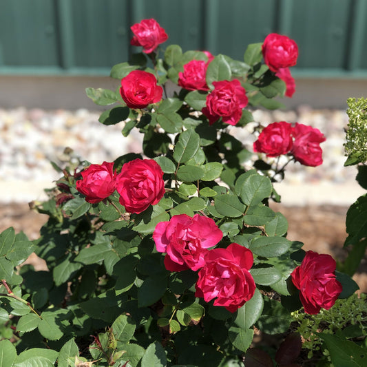 A blooming Oso Easy Double Red® Rose (Rosa) flowering shrub, displays vivid pink-red flowers and lush green foliage in a garden edged with rocks and a green metal fence in the blurred background. - Photo Property of Garden Crossings LLC