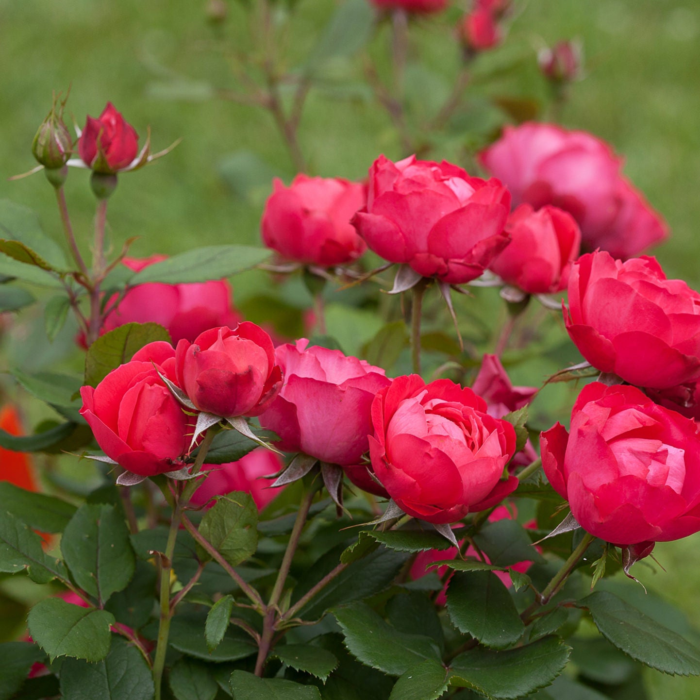 Oso Easy Double Red® Rose (Rosa) - Photo Courtesy of Proven Winners, Inc.