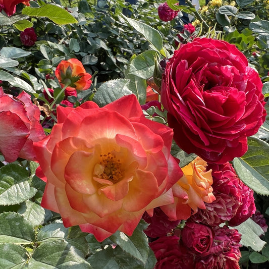 Oso Easy En Fuego® Rose (Rosa) - Photo Property of Garden Crossings LLC