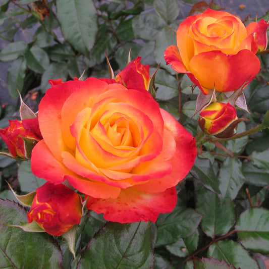 Oso Easy En Fuego® Rose (Rosa) - Photo Courtesy of Proven Winners, Inc.