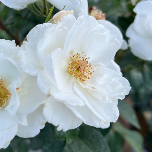 Close-up of an Oso Easy Ice Bay® Rose (Rosa), a disease-resistant variety featuring delicate white petals and yellow stamens, set among green leaves with a backdrop of softly blurred white blossoms. - Photo Property of Garden Crossings LLC