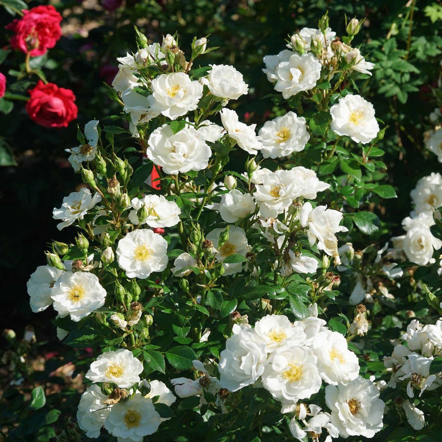 Oso Easy Ice Bay® Rose (Rosa) - Photo Courtesy of Proven Winners, Inc.