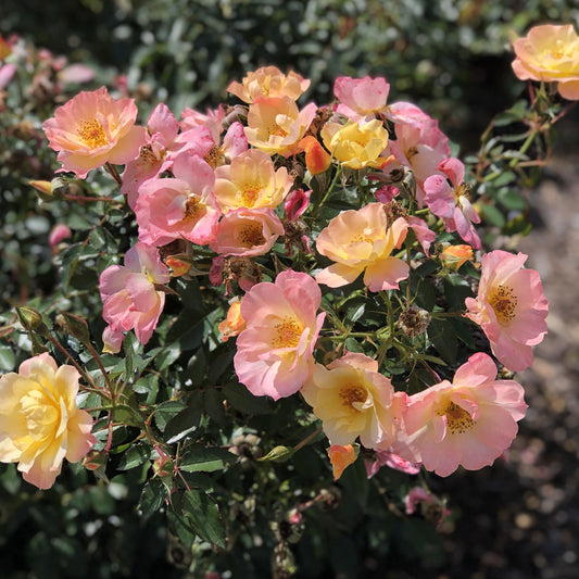 Oso Easy Italian Ice® Rose (Rosa) - Photo Property of Garden Crossings LLC