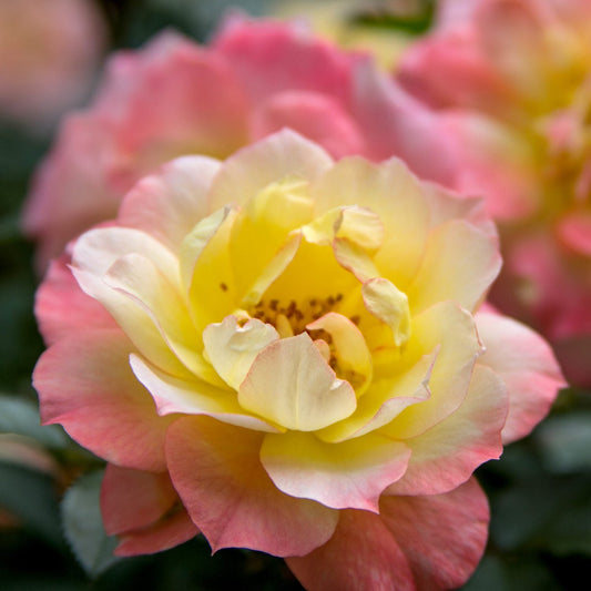 A close-up of the Oso Easy Italian Ice® Rose (Rosa), a disease-resistant shrub with yellow-centered petals that fade to pink, set against soft green foliage. This easy-care rose adds vibrant beauty to any garden. - Photo Courtesy of Proven Winners, Inc.