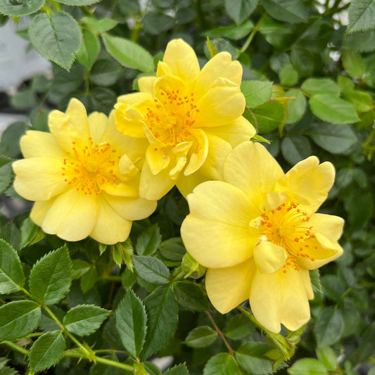 Three vibrant Oso Easy Lemon Zest® Rose (Rosa) blooms stand out among lush green leaves, with delicate yellow petals and prominent orange stamens creating a cheerful, lively display. - Photo Property of Garden Crossings LLC