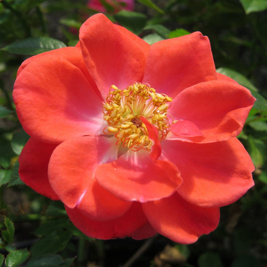 A close-up of the Oso Easy® Mango Salsa Rose (Rosa) in full bloom, highlighting its delicate petals and yellow-tipped stamens, surrounded by lush green foliage on this vibrant Proven Winners shrub. - Photo Property of Garden Crossings LLC