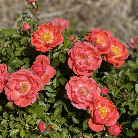 Top-down view of a cluster of vibrant Oso Easy® Mango Salsa Rose (Rosa) blooms with yellow centers stands out among lush green leaves and rosebuds, making this Proven Winners shrub a bright addition to any garden. - Photo Property of Garden Crossings LLC