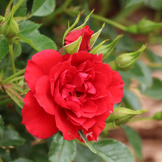 A vibrant Oso Easy® Pathfinder™ Red Rose (Rosa) in bloom is surrounded by green leaves and rosebuds at various stages, with a soft background - Photo Courtesy of Proven Winners, Inc.
