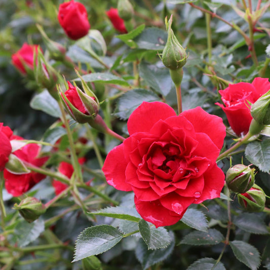 Oso Easy® Pathfinder™ Red Rose (Rosa) - Photo Courtesy of Proven Winners, Inc.