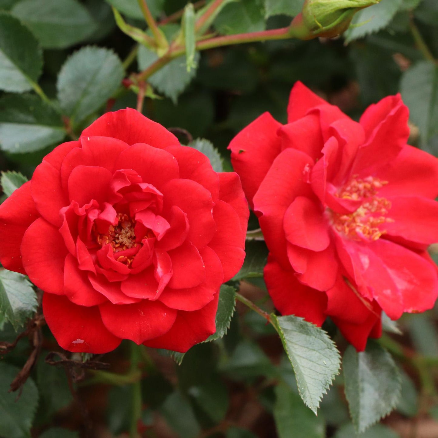 Two vibrant Oso Easy® Pathfinder™ Red Rose (Rosa) blooms with lush green leaves. One hardy shrub rose is fully open, the other less so, both displaying striking red petals and golden yellow stamens at the center - Photo Courtesy of Proven Winners, Inc.