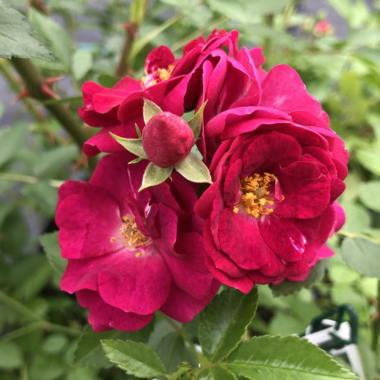 A cluster of vibrant red Oso Easy Peasy® Roses (Rosa) with yellow stamens blooms among green leaves, while a central rosebud remains closed. This disease-resistant variety thrives against a soft, green backdrop. - Photo Property of Garden Crossings LLC
