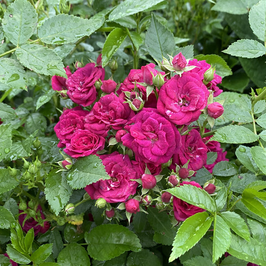 Oso Easy Peasy® Rose (Rosa) - Photo Property of Garden Crossings LLC
