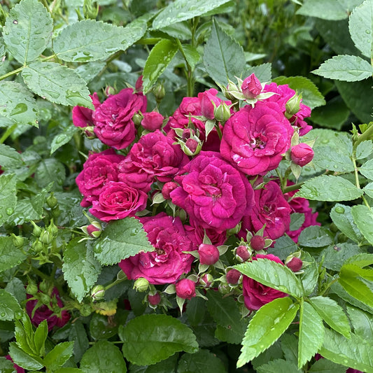 A cluster of vibrant magenta Oso Easy Peasy® Rose (Rosa) displays rain droplets on its petals and lush green leaves. - Photo Property of Garden Crossings LLC