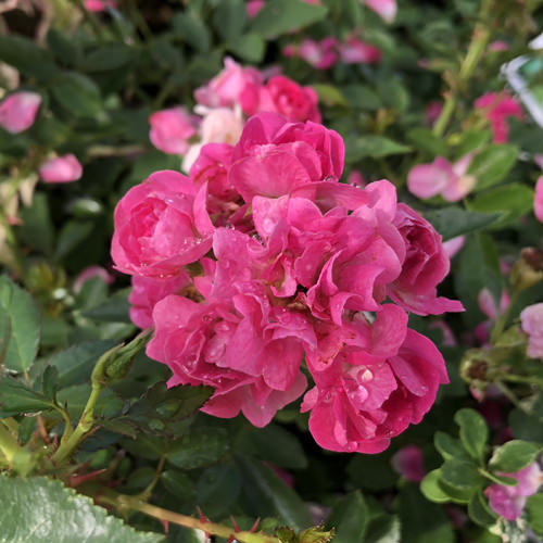 Oso Easy Peasy® Rose (Rosa) - Photo Courtesy of Proven Winners, Inc.