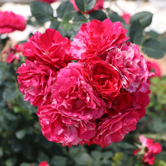 A cluster of vibrant, ruffled pink roses with white hints, like the Oso Easy Red Stripe® Landscape Rose (Rosa), blooms among green leaves in a garden - Photo Courtesy of Proven Winners, Inc.