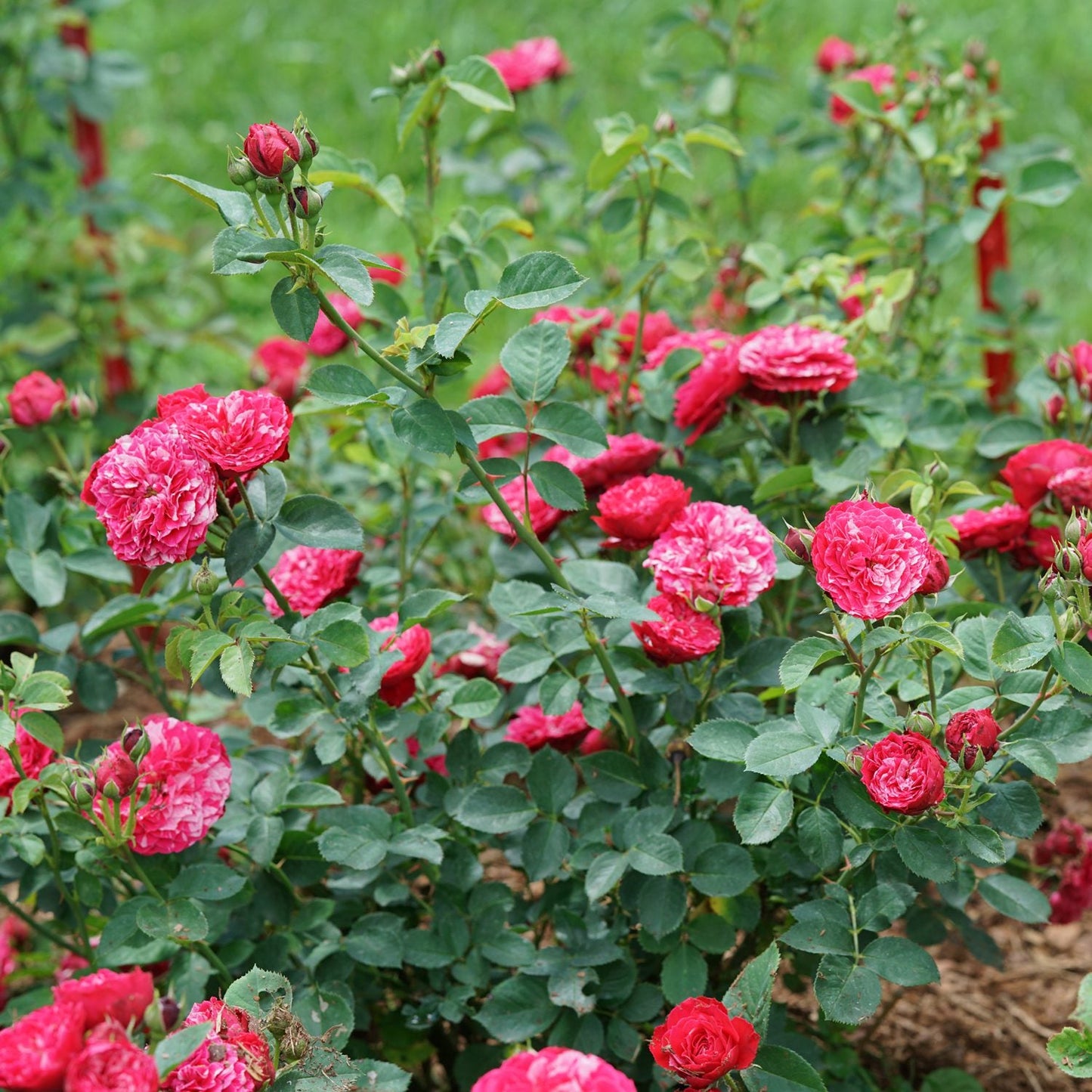 A garden bush of vibrant pink Oso Easy Red Stripe® Landscape Roses (Rosa) in full bloom, with lush green leaves and a grassy background with patches of soil visible at the base - Photo Courtesy of Proven Winners, Inc.