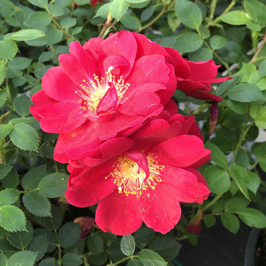 Oso Easy® Urban Legend® Rose (Rosa) - Photo Property of Garden Crossings LLC