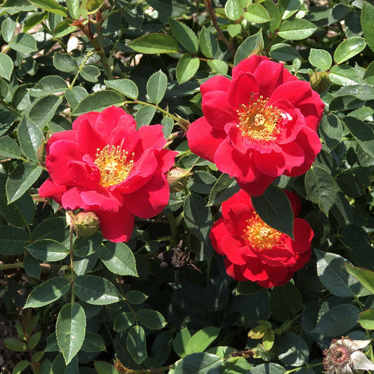 Three vibrant Oso Easy® Urban Legend® Rose (Rosa) blooms with yellow centers stand out among green leaves in sunlight - Photo Property of Garden Crossings LLC