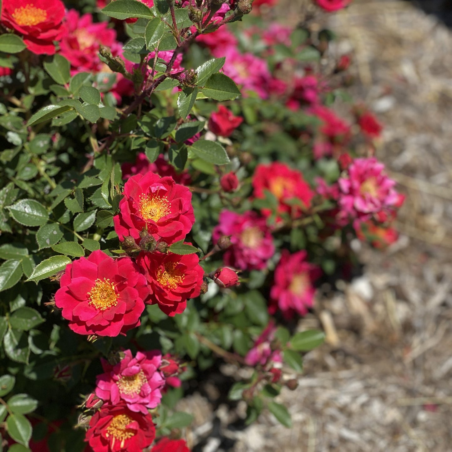 Close-up of a cluster of vibrant red and pink Oso Easy® Urban Legend® Rose (Rosa) blooms amidst green leaves against a blurred backdrop of mulch and flowers. - Photo Property of Garden Crossings LLC