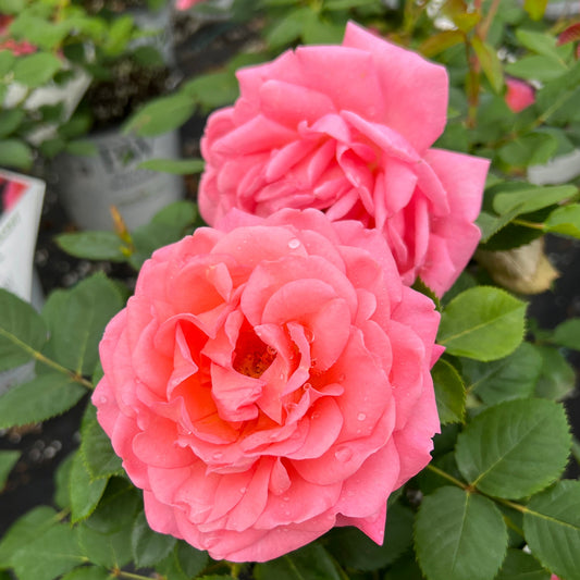 Two Reminiscent® Coral Rose (Rosa) blooms with lush green leaves, adorned with water droplets, take center stage. Blurred potted plants in the background enhance the focus on these fragrant garden roses - Photo Property of Garden Crossings LLC.