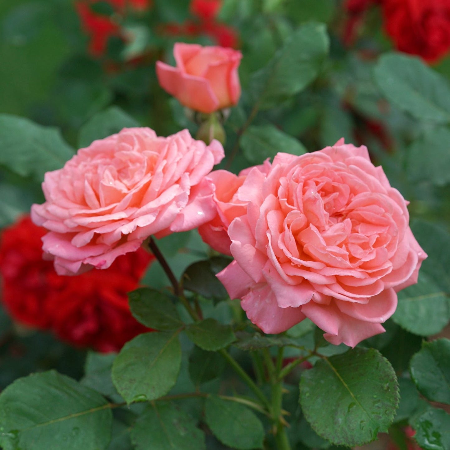 Two large Reminiscent® Coral Roses (Rosa) with lush pink-coral petals and green leaves, including a fragrant garden rose, are surrounded by blurred red roses and greenery in the background - Photo Courtesy of Proven Winners, Inc.