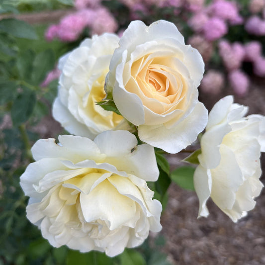 Close-up of four creamy white Reminiscent® Crema Rose (Rosa) blooms with pale yellow centers and green leaves. The blurred background hints at pink flowers - Photo Property of Garden Crossings LLC