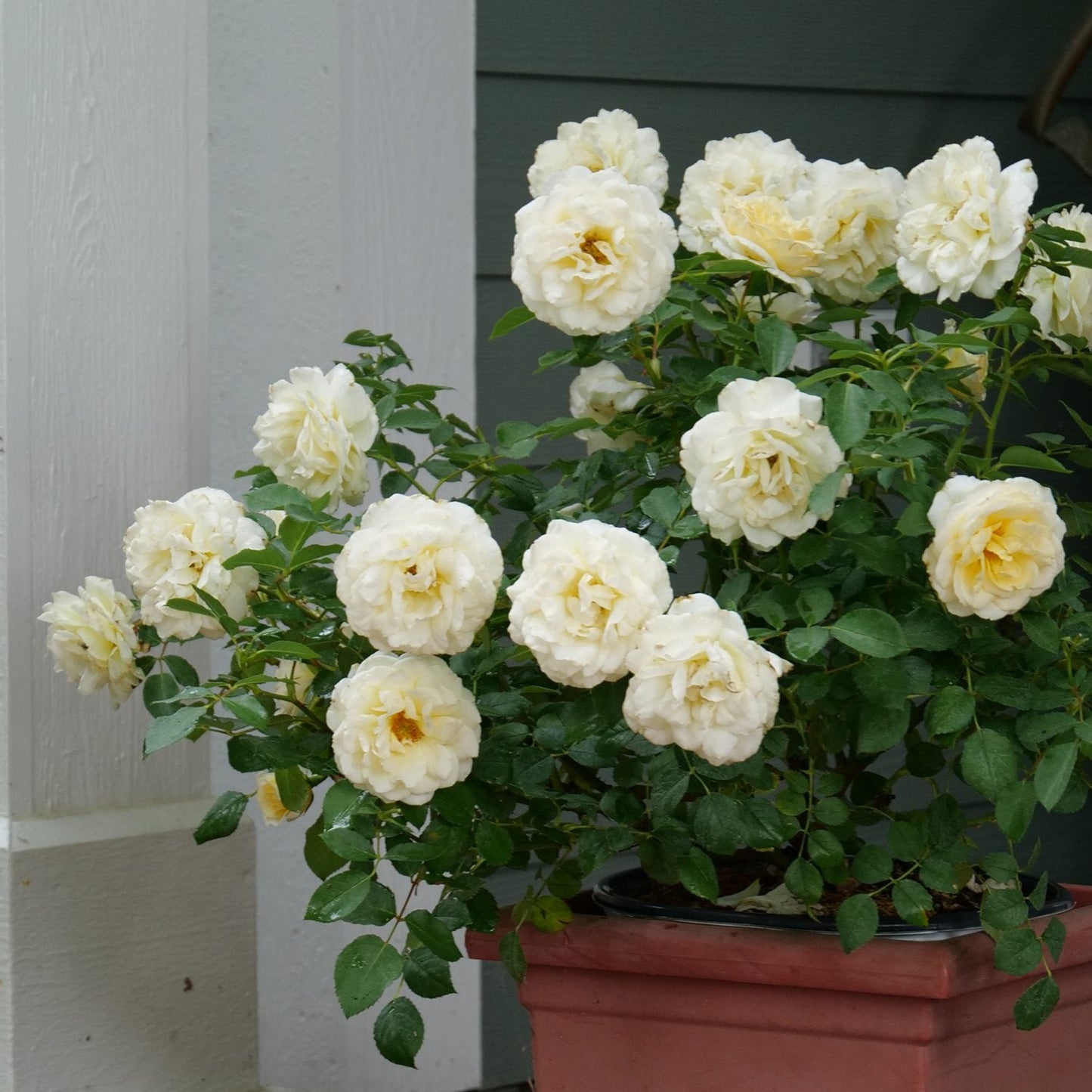 The Reminiscent® Crema Rose (Rosa), prized for its disease resistance and continuous reblooming, features many cream-colored blooms and lush green leaves, set in front of a white column with green siding. - Photo Courtesy of Proven Winners, Inc. Decorative pot not included.