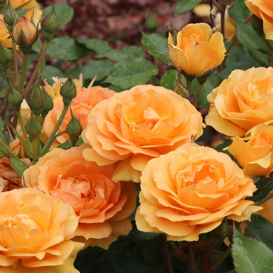 Reminiscent® Ginger Rose (Rosa) - Photo Courtesy of Proven Winners, Inc.