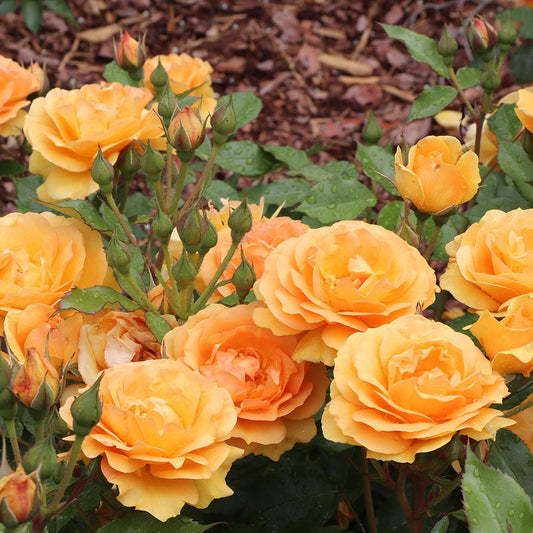 Reminiscent® Ginger Rose (Rosa) - Photo Courtesy of Proven Winners, Inc.