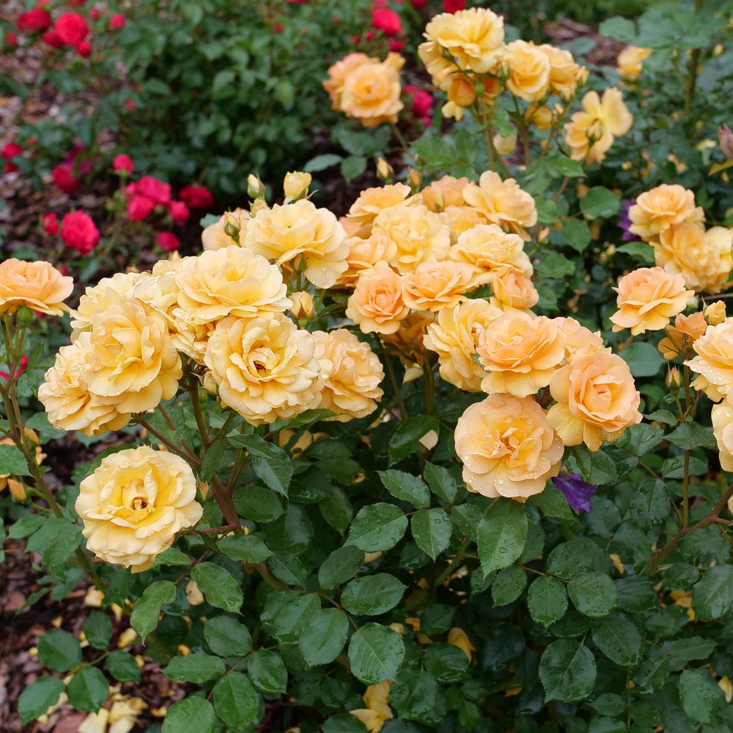 Clusters of blooming yellow Reminiscent® Ginger Rose (Rosa) with green leaves brighten the garden, accented by red roses and brown mulch - Photo Courtesy of Proven Winners, Inc.