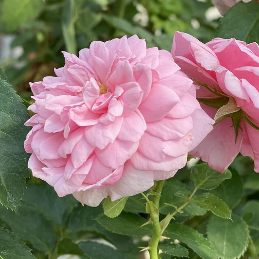 Reminiscent® Pink Rose (Rosa) - Photo Property of Garden Crossings LLC
