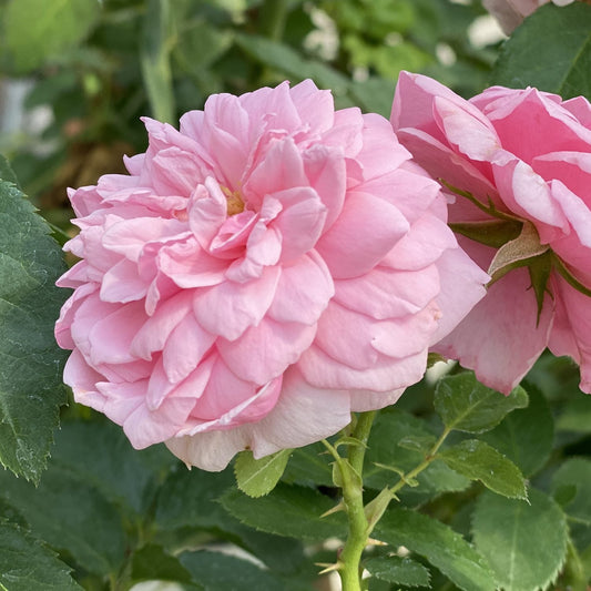 Close-up of a fragrant Reminiscent® Pink Rose (Rosa) with layered pink petals and green leaves on a disease-resistant bush, another pink bloom partially visible in the background. - Photo Property of Garden Crossings LLC