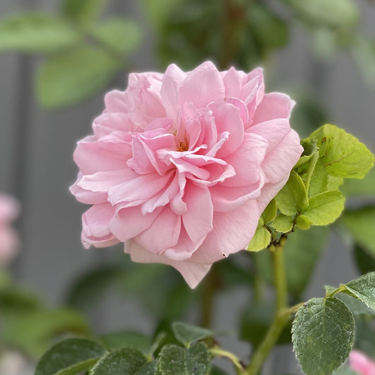 Reminiscent® Pink Rose (Rosa) - Photo Property of Garden Crossings LLC
