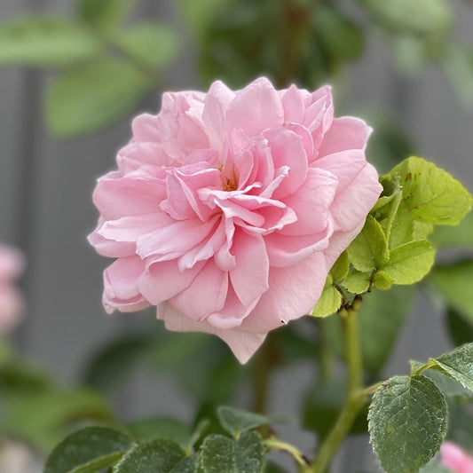 A close-up of the Reminiscent® Pink Rose (Rosa) reveals fragrant, delicate pink petals and lush green leaves against a softly blurred background. - Photo Property of Garden Crossings LLC