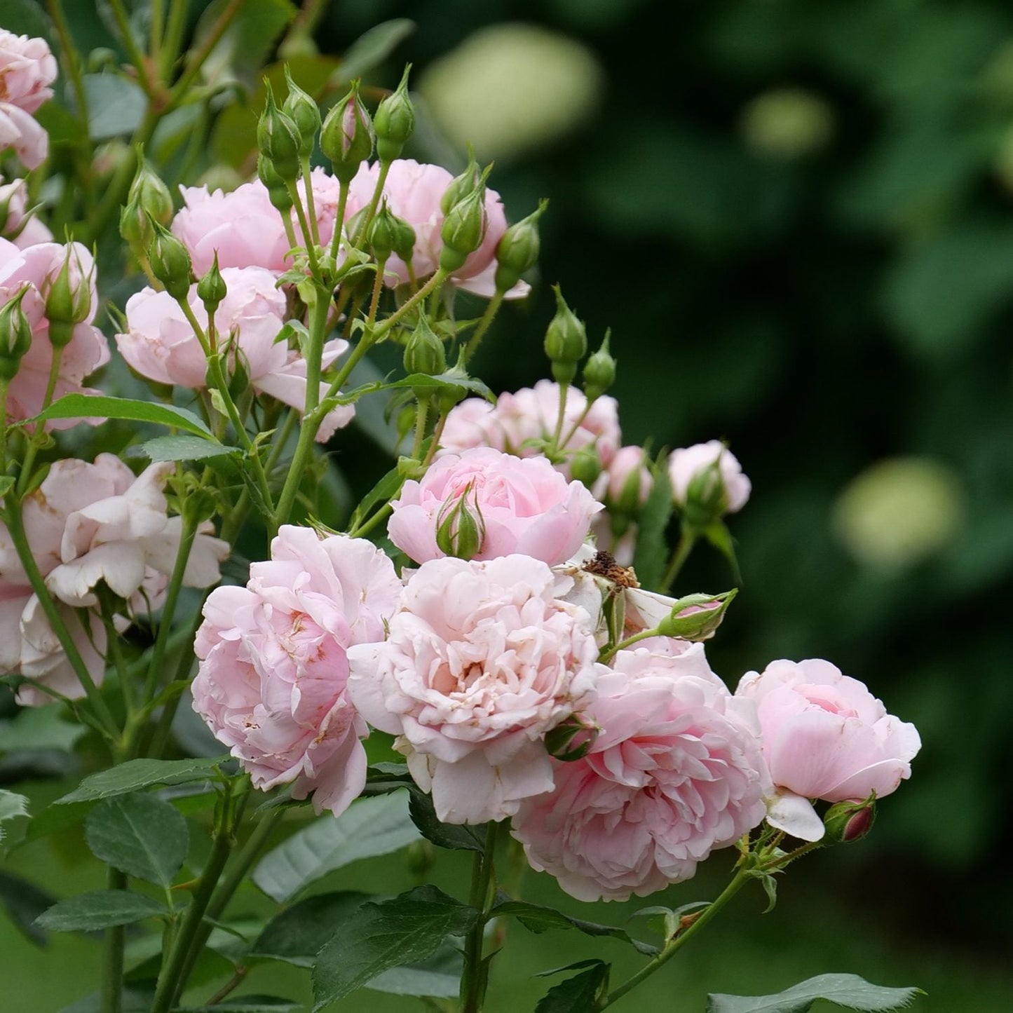A cluster of fragrant Reminiscent® Pink Roses (Rosa) in full bloom, with lush green leaves and rosebuds against a blurred dark green background - Photo Courtesy of Proven Winners, Inc.