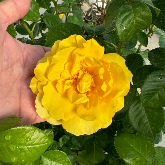 A hand gently holds a large Reminiscent® Yellow Garden Rose (Rosa) in bloom, surrounded by green leaves dotted with glistening droplets, showcasing the natural beauty of this vibrant flowering shrub. - Photo Property of Garden Crossings LLC