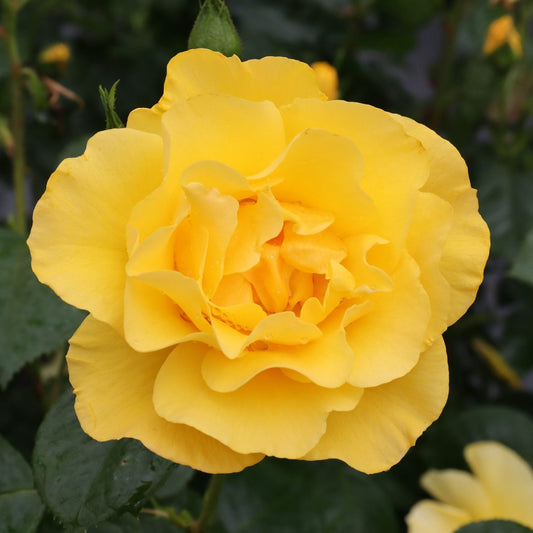 A close-up of a fully bloomed Reminiscent® Yellow Garden Rose (Rosa) shows its delicate, layered petals with softly blurred green leaves in the background. - Photo Courtesy of Proven Winners, Inc.