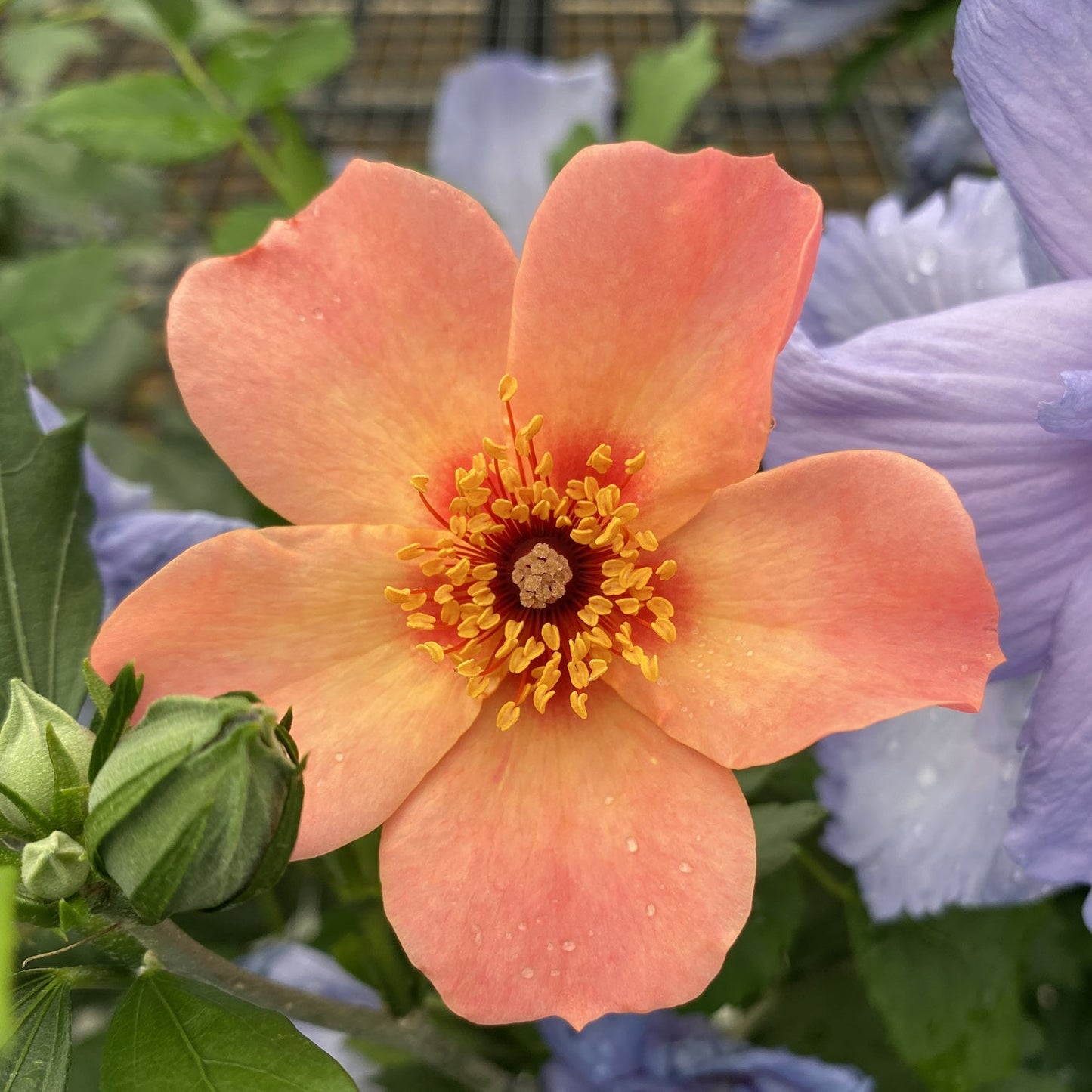A close-up of the Ringo All-Star™ Rose (Rosa), a disease-resistant variety with peach petals and yellow stamens, set against green foliage and light purple flowers in the background. - Photo Property of Garden Crossings LLC