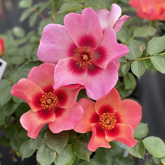 A cluster of Ringo All-Star™ Rose (Rosa) dazzles with large petals in pink, coral, and red tones around yellow centers, creating a stunning, disease-resistant rose bush amid lush green foliage. - Photo Property of Garden Crossings LLC