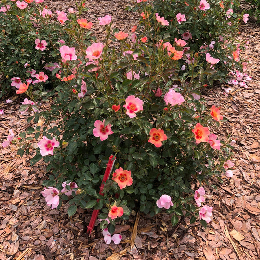 Top-down view of the Ringo All-Star™ Rose (Rosa) bush with abundant pink and coral blooms, thrives among lush green leaves and brown wood chips. A red plant marker stands out at its base in this vibrant garden display. - Photo Property of Garden Crossings LLC