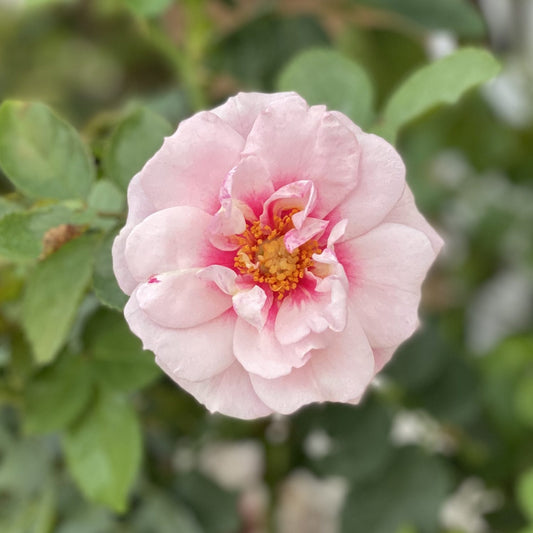 Ringo® Double Pink Rose (Rosa) - Photo Property of Garden Crossings LLC