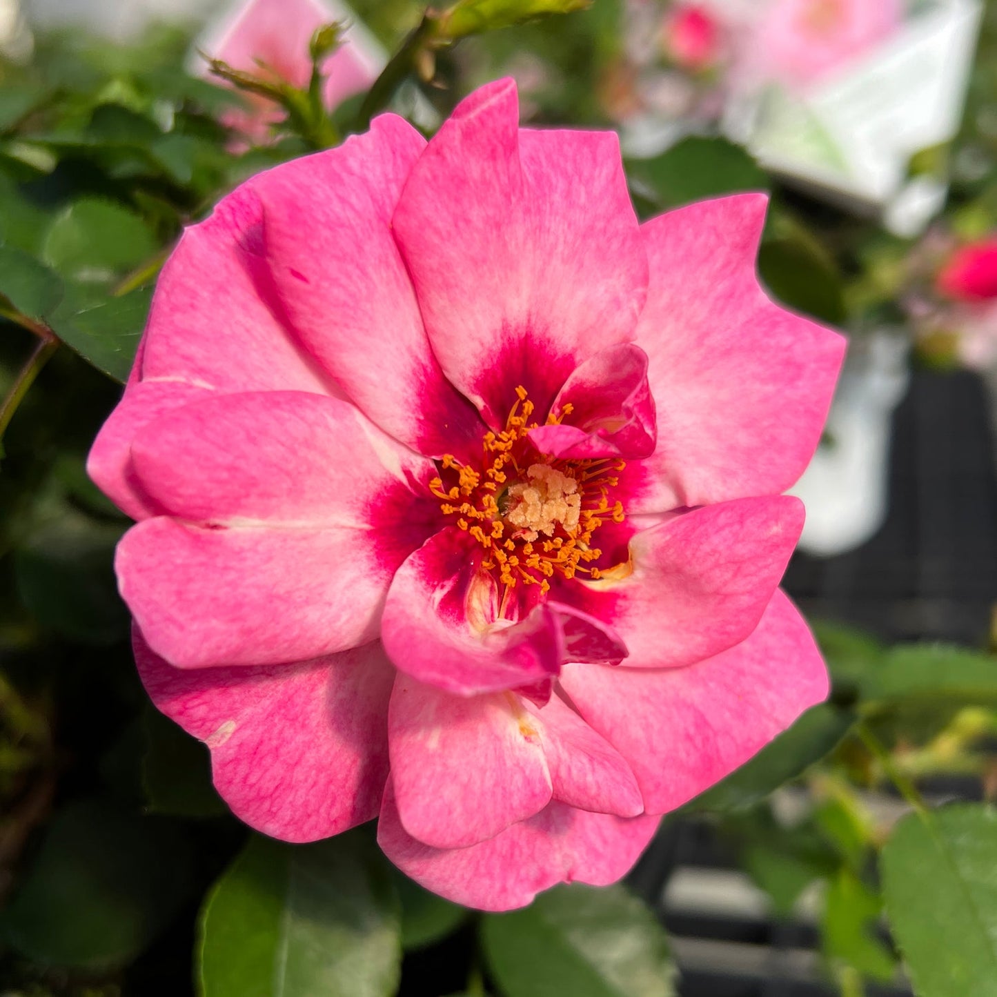 Close-up of the vibrant Ringo® Double Pink Rose (Rosa), featuring dark pink petals with a yellow center surrounded by green leaves against a blurred background - Photo Property of Garden Crossings LLC.