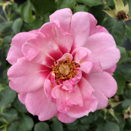 Ringo® Double Pink Rose (Rosa) - Photo Courtesy of Proven Winners, Inc.