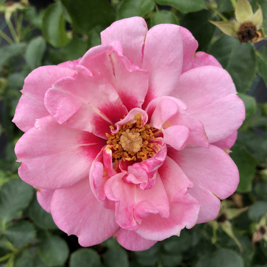 A close-up of the Ringo® Double Pink Rose (Rosa) in full bloom shows ruffled, darker pink petals near the center and yellow stamens against green leaves - Photo Courtesy of Proven Winners, Inc.
