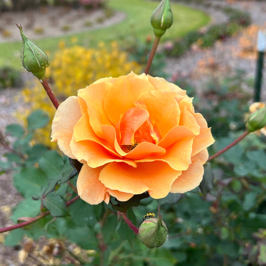 Rise Up Amberness® Climbing Rose (Rosa) - Photo Property of Garden Crossings LLC